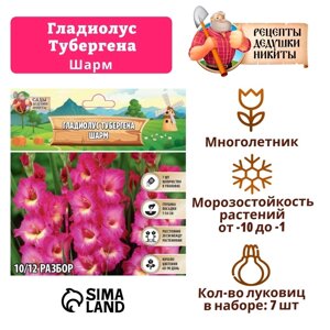 Гладиолус Тубергена "Шарм", р-р 10+7 шт,