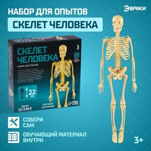 Набор для опытов «Скелет человека»