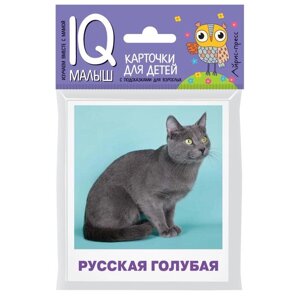 Набор карточек для детей «Породы кошек»Малунова М. В.