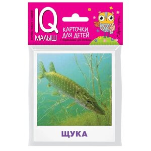 Набор карточек для детей «Пресноводные рыбы»Малунова М. В.