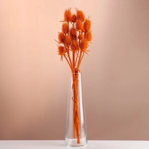 Набор сухоцветов "Ворсянка", банч 7-8 шт, длина 50 (6 см), оранжевый