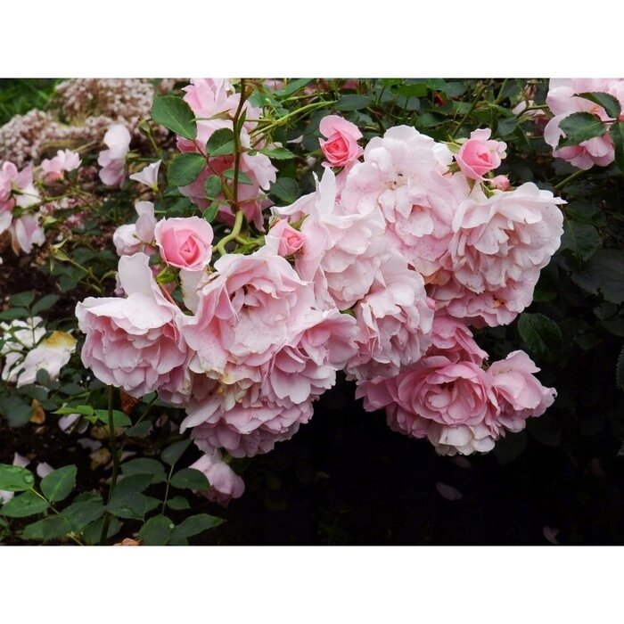 Роза флорибунда Боника, C3,5 горшок, Н25-45 высота, 1 шт, Лето 2024 - Казахстан