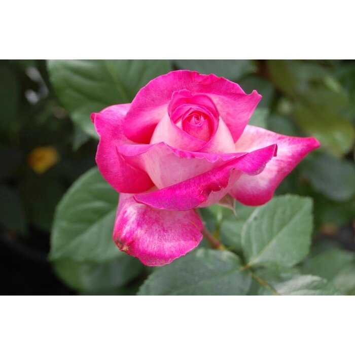 Роза чайно-гибридная Роза Гожар, C3,5 горшок, Н25-45 , 1 шт, Лето 2024 - фото