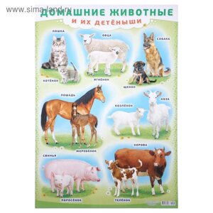 Плакат "Домашние животные и их детёныши" А2