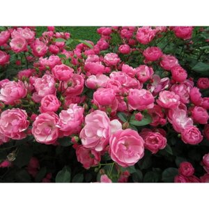 Роза флорибунда Анжела, C3,5 горшок, Н25-45 , 1 шт, Лето 2024