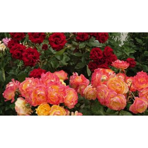 Роза флорибунда Арлекин Декор С3, в. 60-80, Весна 2024