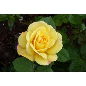 Роза флорибунда Артур Белл, C3,5 горшок, Н25-45 высота, 1 шт, Лето 2024