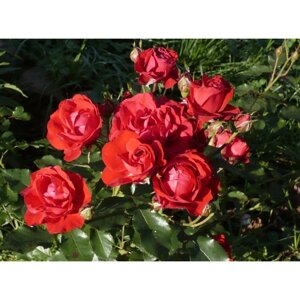 Роза флорибунда Нина Вейбул, C3,5 горшок, Н25-45 высота, 1 шт, Лето 2024