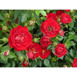 Роза почвопокровная Ред Фэйри, C3,5 горшок, Н15-25 высота, 1 шт, Лето 2024
