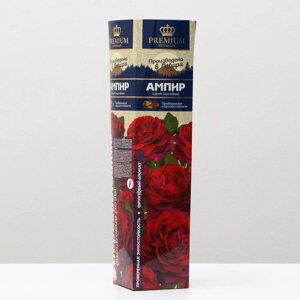 Саженец розы Ампир Весна 2024, 1 шт.