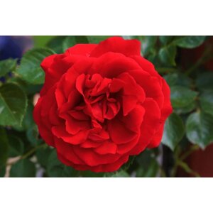 Саженец розы "Якудза", 1 шт, Весна 2024