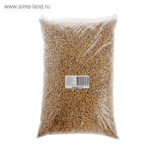 Семена Ячмень "Поспелов", 1 кг
