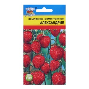 Семена Земляника "Александрия" рем.,0,04 гр