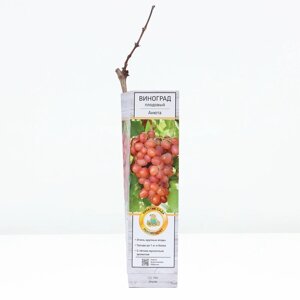 Виноград плодовый "Анюта ", 1 шт, туба, Весна 2024