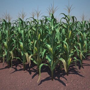Гибрид канадской кукурузы SAT2 Bt , ФАО 450 .