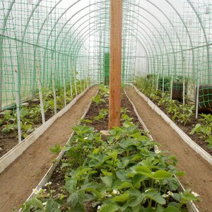 Садовая сетка квадратная 33х33 (1 х20) Строительная "ПРОФИ" зеленый