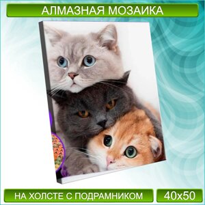 Алмазная мозаика "Кошачья любовь. Котики"40х50 с подрамником)